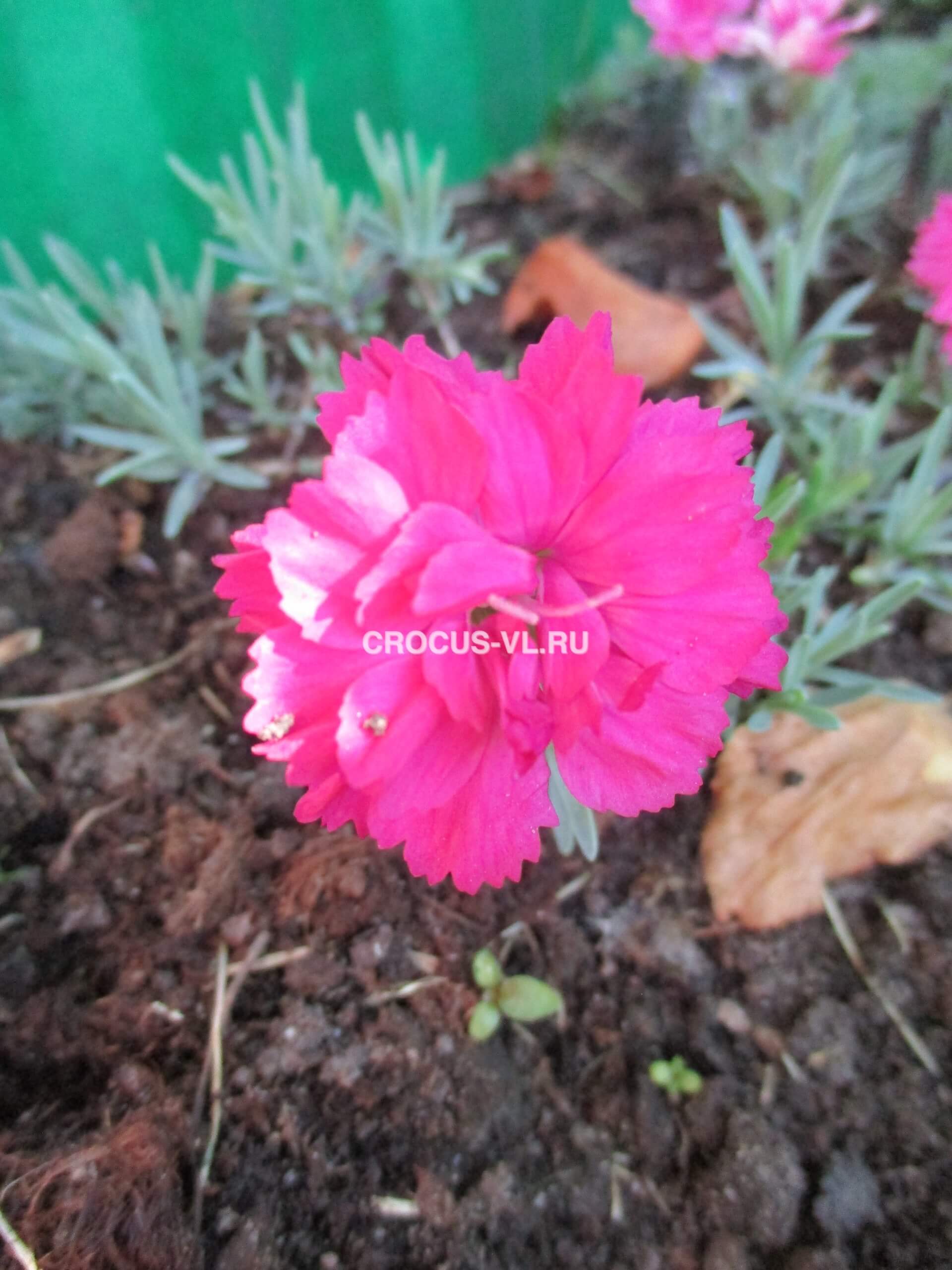 Гвоздика серовато-голубая «Annette» Гвоздика серовато-голубая «Annette»